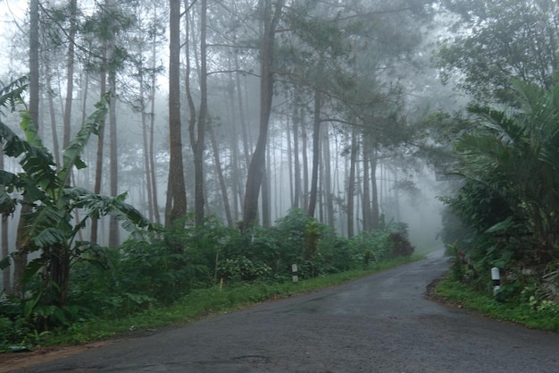 nebbia nella pineta. una pineta che diventa nebbiosa quando piove. la foresta sembra mistica.