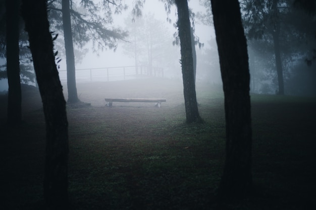 Nebbia nella pineta