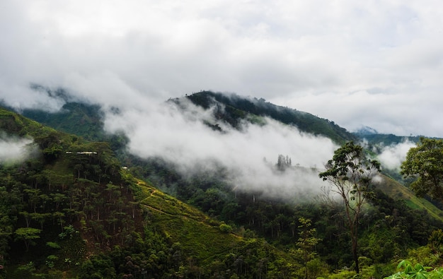 Nebbia nelle montagne colombiane (Ande).