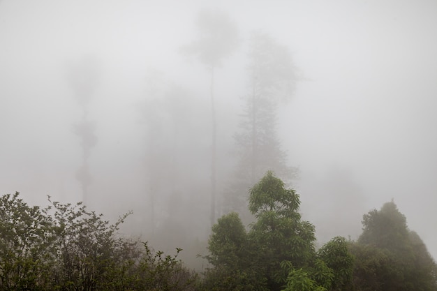 Nebbia profonda