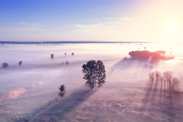 Nebbia sul campo con gli alberi al sole vista dall'alto