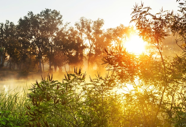 Nebbia sul fiume