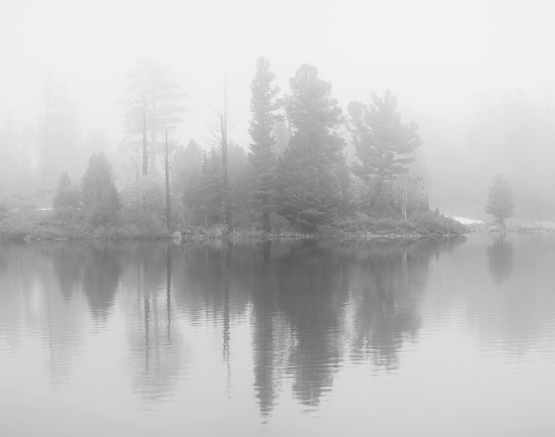 Nebbia sul lago, riflesso nell'acqua degli alberi, luce soffusa, paesaggio in bianco e nero