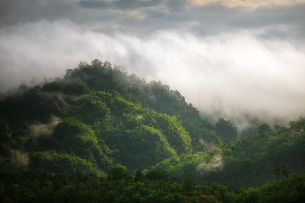 Nebbia sulla foresta e sulle montagne