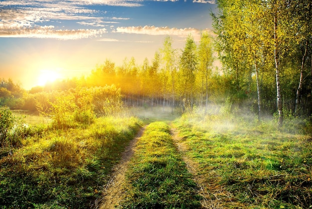 Nebbia sulla strada di campagna nel boschetto di betulle