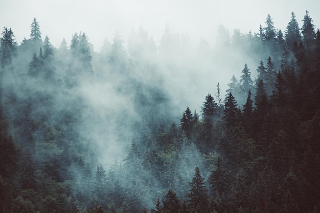 Nebbioso paesaggio di montagna