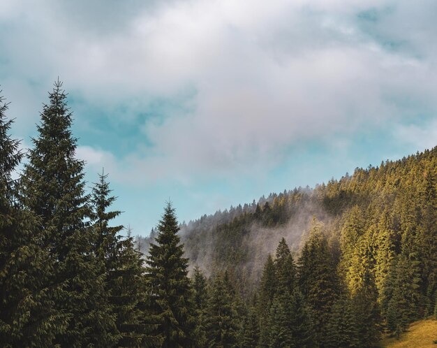 Nebbioso paesaggio di montagna