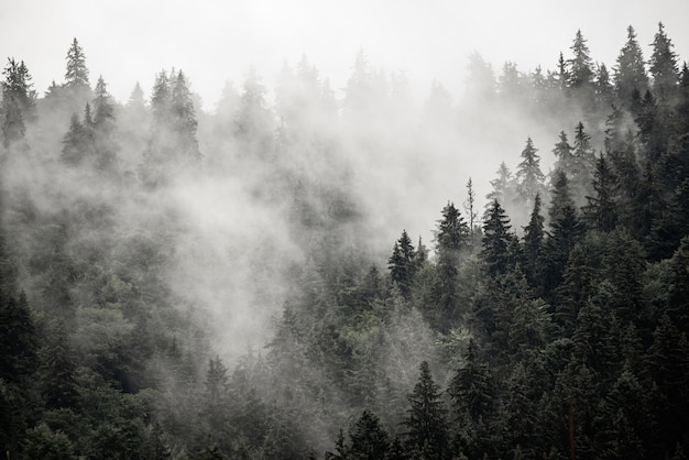 Nebbioso paesaggio di montagna