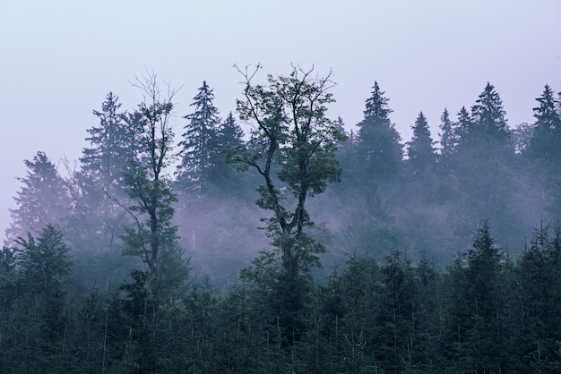 Nebbioso paesaggio di montagna