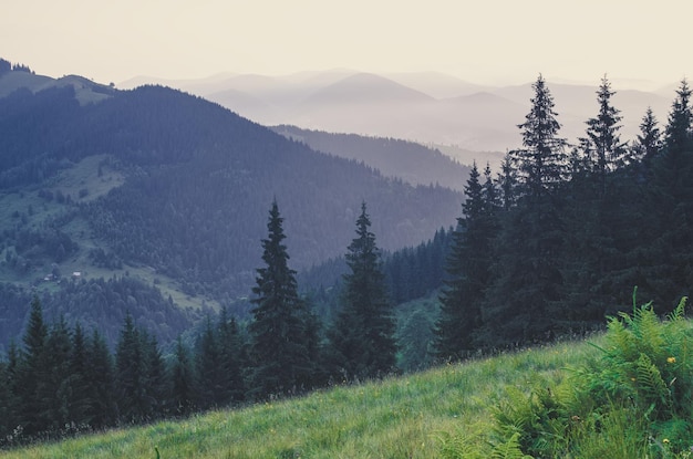 Nebbioso paesaggio di montagna