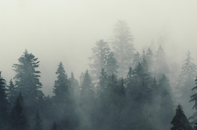 Nebbioso paesaggio di montagna