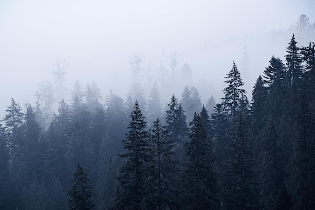 Nebbioso paesaggio di montagna