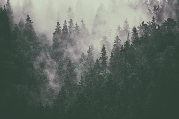 Nebbioso paesaggio di montagna