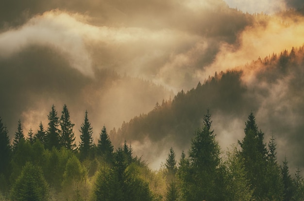 Nebbioso paesaggio di montagna