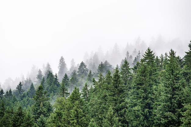 Nebbioso paesaggio di montagna