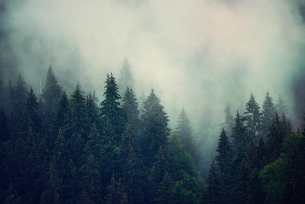 Nebbioso paesaggio di montagna