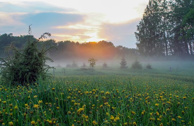 Nebbioso paesaggio mattutino in campagna