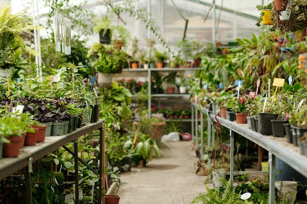 Negozio di fiori con piante selvatiche e da appartamento