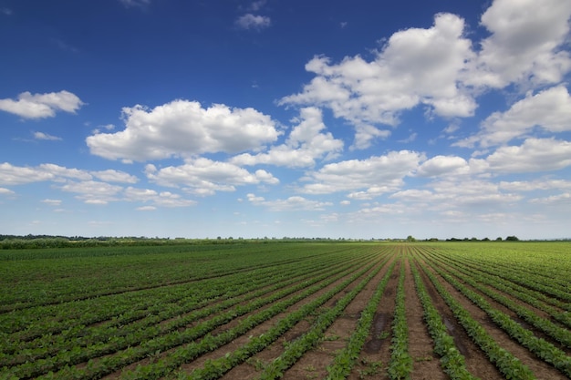 Nel campo crescono giovani piante di soia verde con grandi foglie.