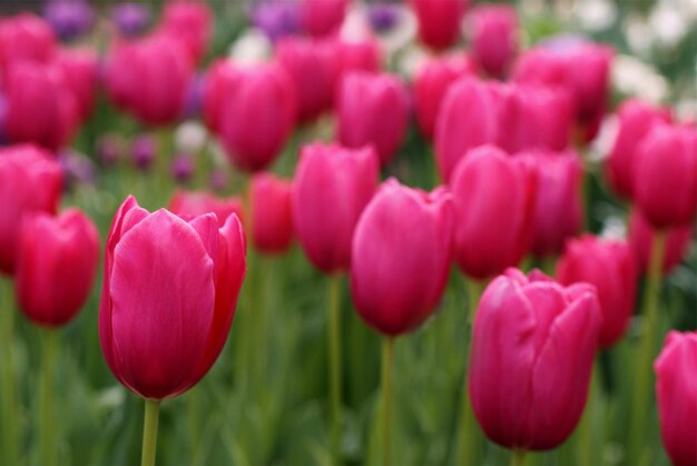 Nel campo fiorivano tulipani rosa brillante.