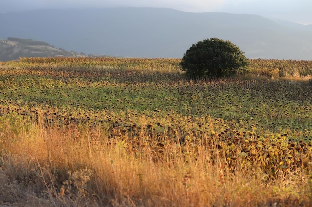 Nel campo girasole maturo