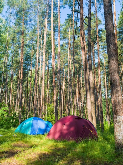 Nel campo turistico nella foresta