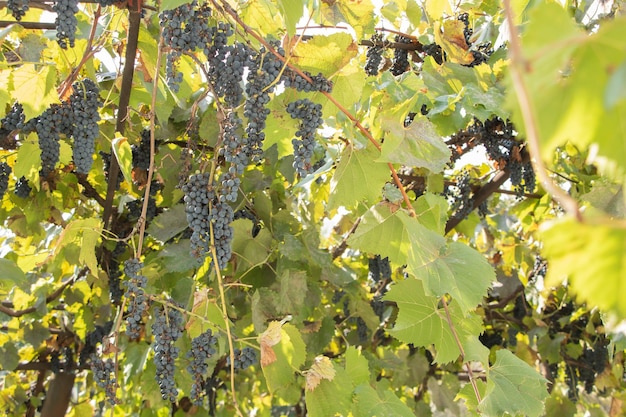 Nel cortile crescono piccoli acini d'uva per il vino