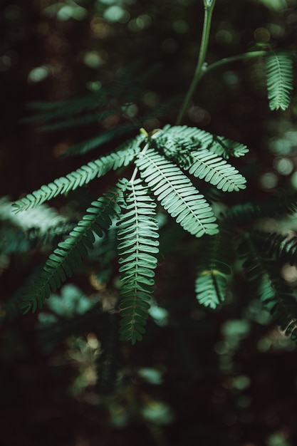 Nel dettaglio foglia sulla foresta