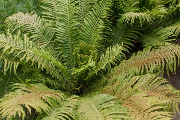 Nel giardino crescono cespugli di felce