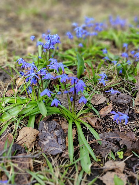 Nel giardino crescono fiori blu