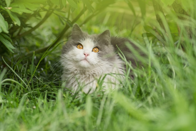 Nel giardino. Giovane gatto nell'erba