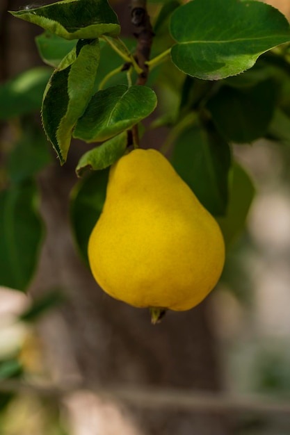 Nel giardino le pere maturano su un ramo di albero Messa a fuoco selettiva su una pera sullo sfondo di un bellissimo bokeh