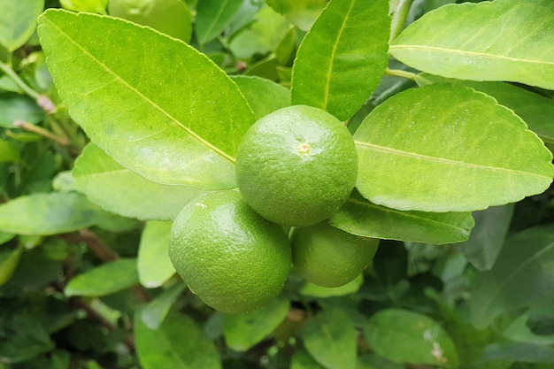 Nel giardino un tiglio