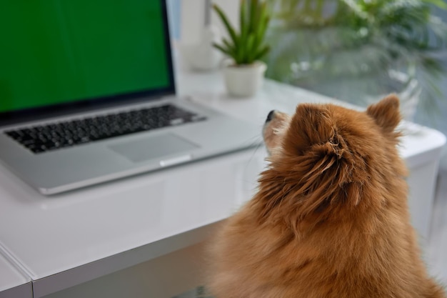 Nel moderno computer portatile dell'ufficio si trova sul tavolo bianco un piccolo Spitz tedesco si siede accanto ad esso