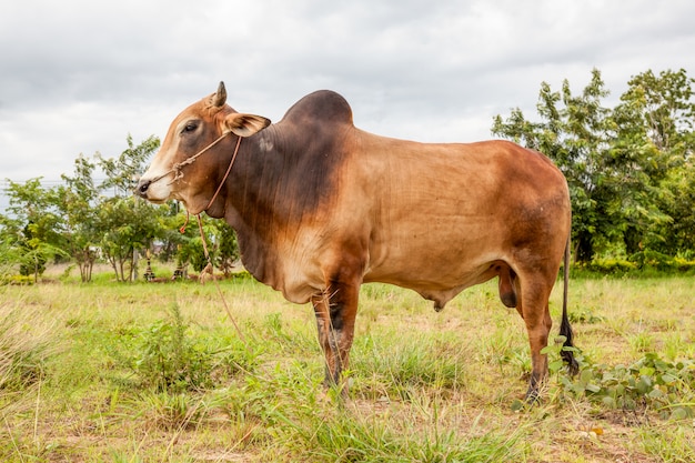 nel nord della Thailandia, su un prato, c&#39;è un toro con un buld sulla schiena