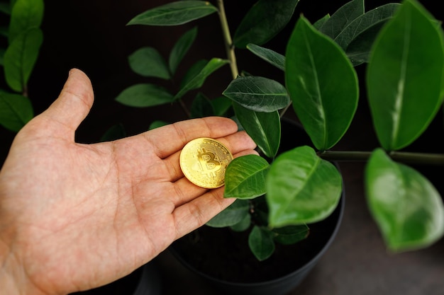 Nel palmo della mano dell'uomo c'è una moneta cripto di colore oro Bitcoin che sta tenendo contro una pianta sullo sfondo
