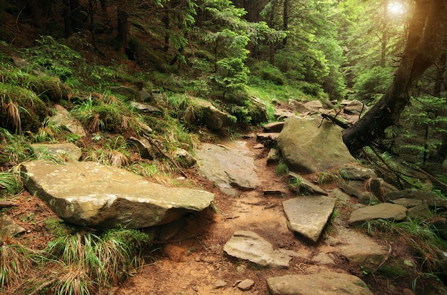 Nel profondo della foresta di abeti rossi