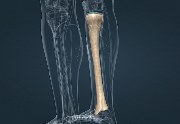 Nell'anatomia umana la tibia è il secondo osso più grande dopo il femore