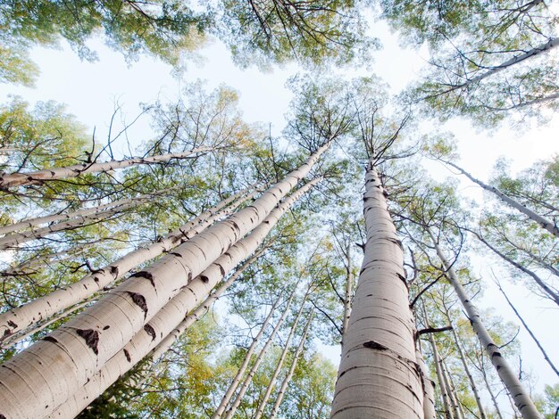 Nella catena montuosa di San Juan delle Montagne Rocciose del Colorado, l'autunno trasforma gli alberi di pioppo tremulo in un giallo dorato che contrasta con i loro tronchi bianchi.