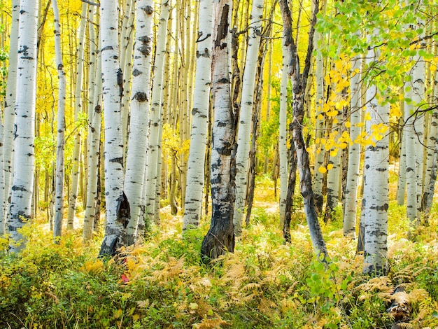 Nella catena montuosa di San Juan delle Montagne Rocciose del Colorado, l'autunno trasforma gli alberi di pioppo tremulo in un giallo dorato che contrasta con i loro tronchi bianchi.