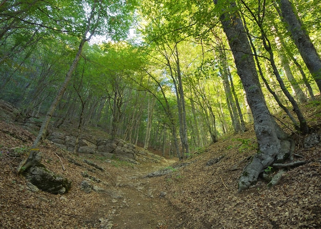 Nella foresta a infrarossi Composizione della natura