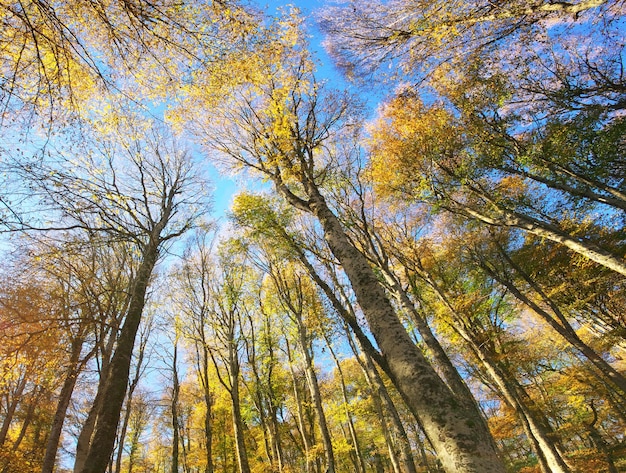 Nella foresta autunnale Composizione della natura