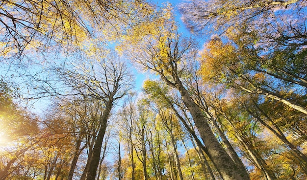 Nella foresta autunnale Composizione della natura