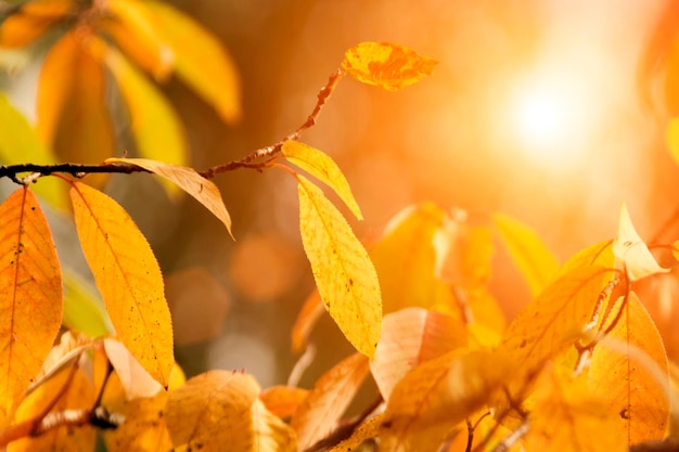 Nella foresta autunnale