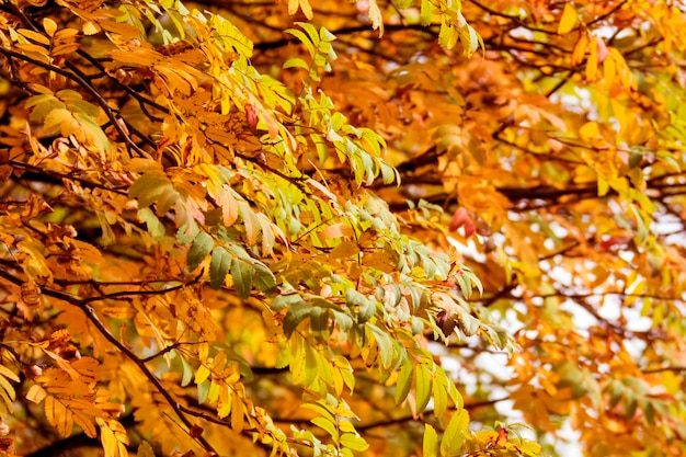 Nella foresta autunnale