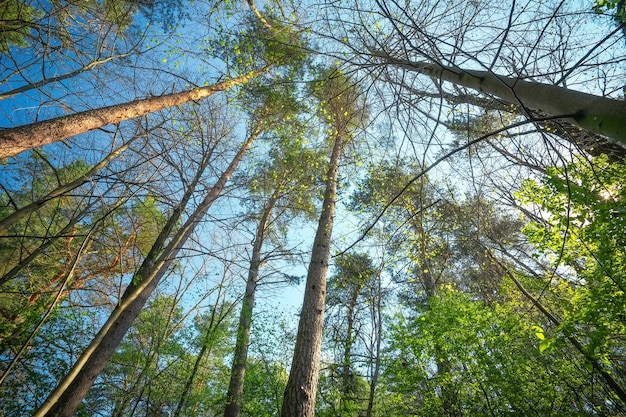 Nella foresta. Composizione della natura