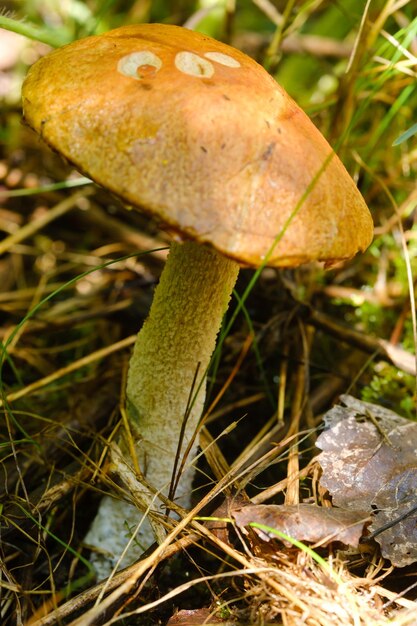 Nella foresta cresce un magnifico fungo podberezovik Funghi della foresta