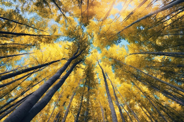 Nella foresta degli infrarossi. Composizione della natura.