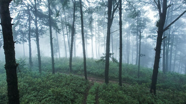 Nella foresta e nel verde degli alberi