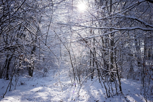 Nella foresta gli alberi sono coperti di neve